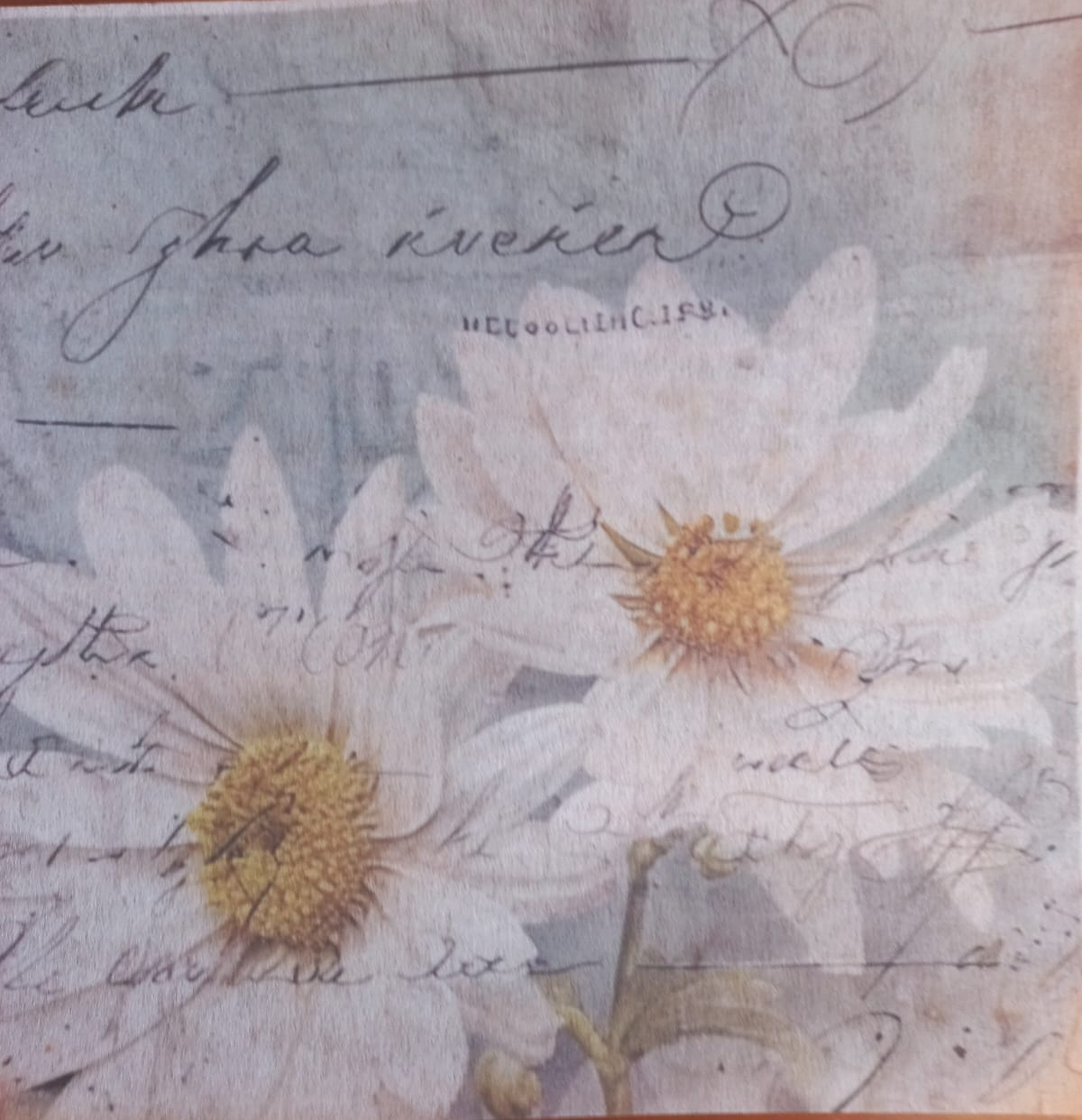 Deco Print-White Daisy 3