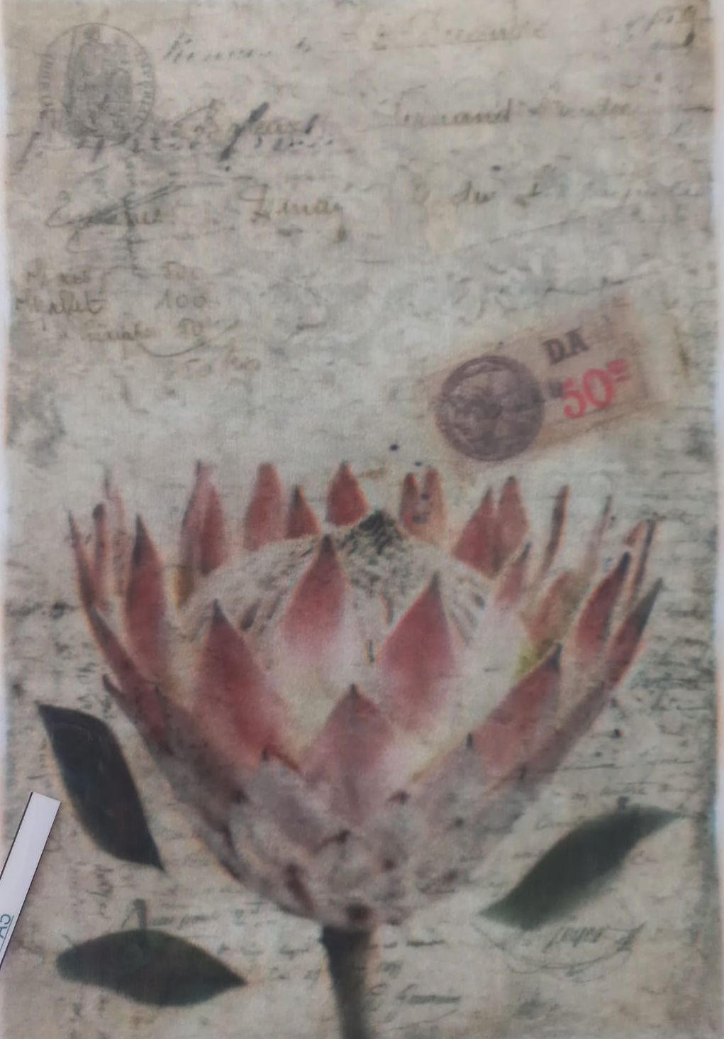 A vintage-style art print featuring a large pinkish-red protea flower over an aged, handwritten postcard background with stamps and cursive writing. The print is photographed inside a clear plastic sleeve, with a white label strip visible at the bottom left.