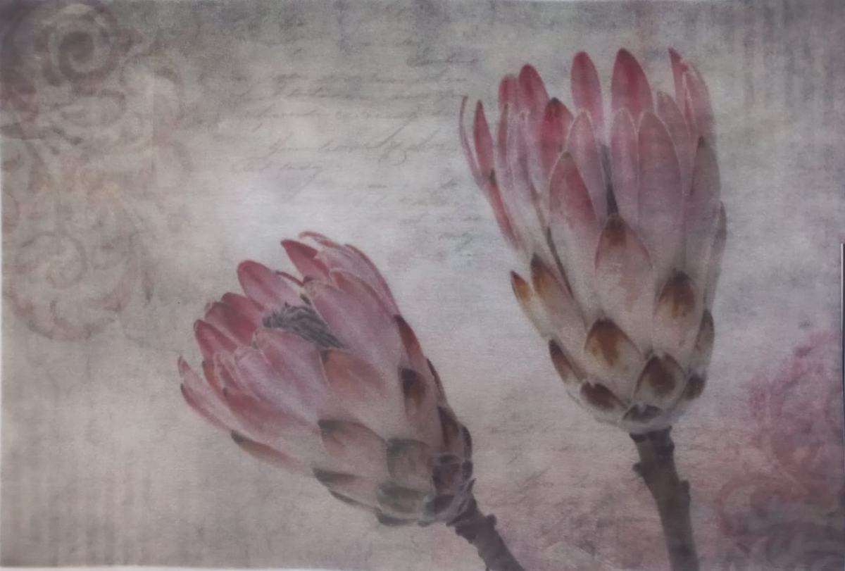 A square art print depicting two pink and white protea flowers on a textured, vintage-style beige background with faint script and swirls. The print is mounted on a clear protective plastic sleeve, with a handwritten label on the right edge.