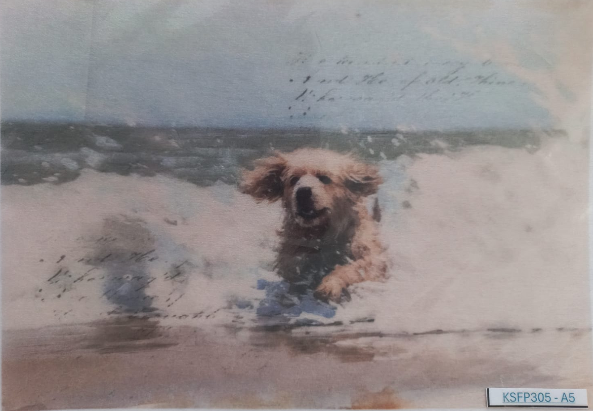 A vintage-style illustrated postcard or print showing a small fluffy dog in the surf at the beach, with handwritten script across the top and a white border. The item appears photographed inside a clear protective sleeve, with a small label reading KSFP305-A5 in the lower right corner.