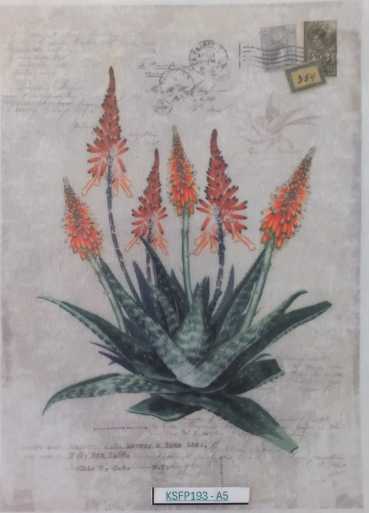 A botanical art print featuring a vibrant aloe vera plant with orange-red flowers, displayed inside a clear plastic sleeve. The print has a vintage, aged beige background with faint script and postmark details.