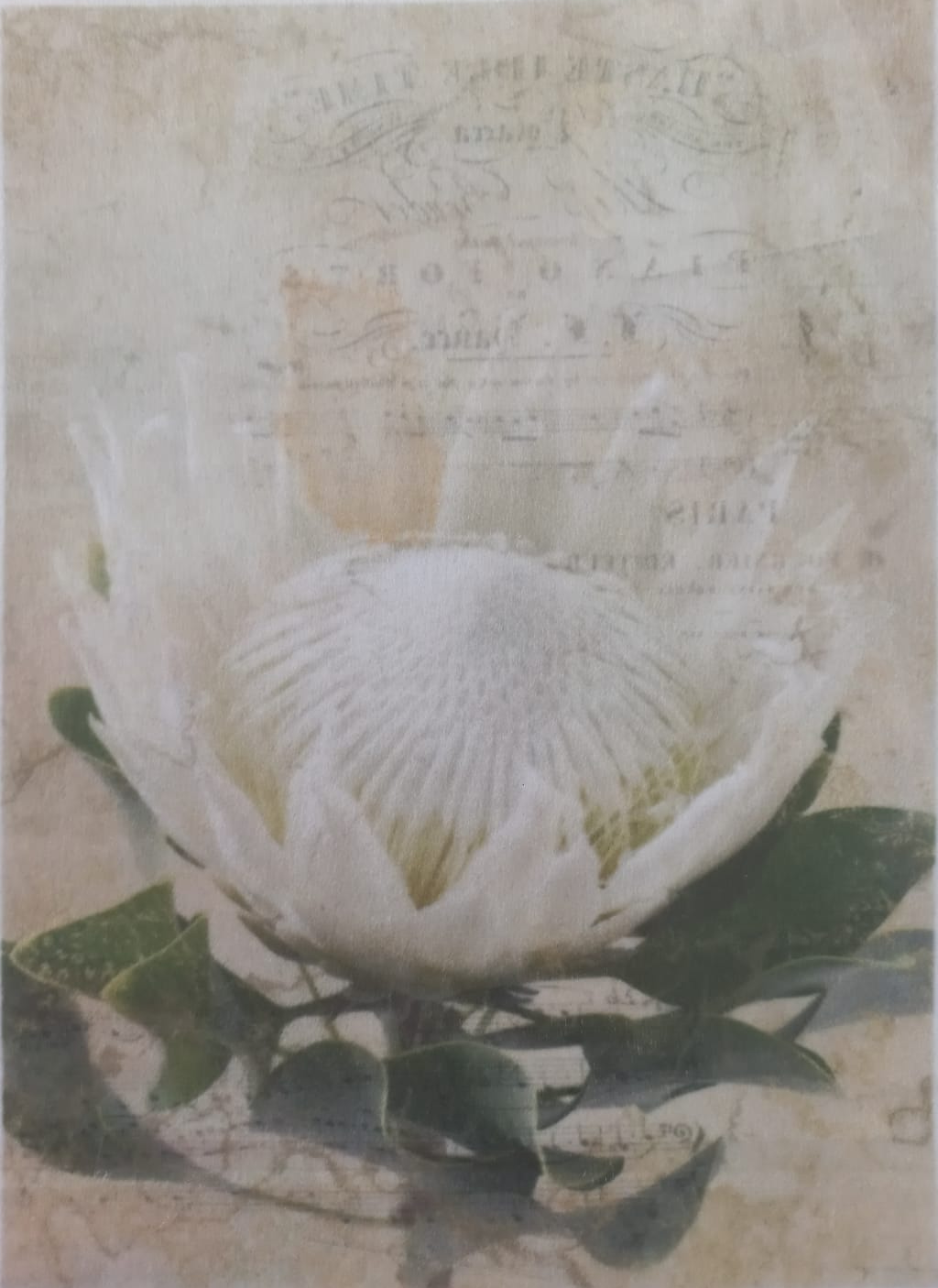 A square art print or card featuring a white protea flower with green leaves over a vintage beige background with faint script text, photographed inside a clear plastic sleeve.